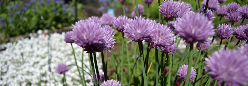 purple onion flowers
